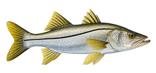 Snook