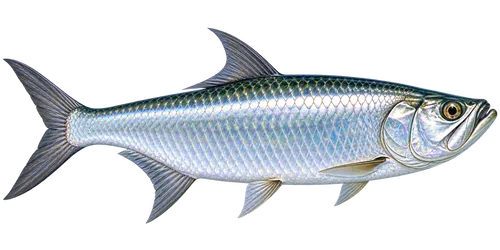 Tarpon
