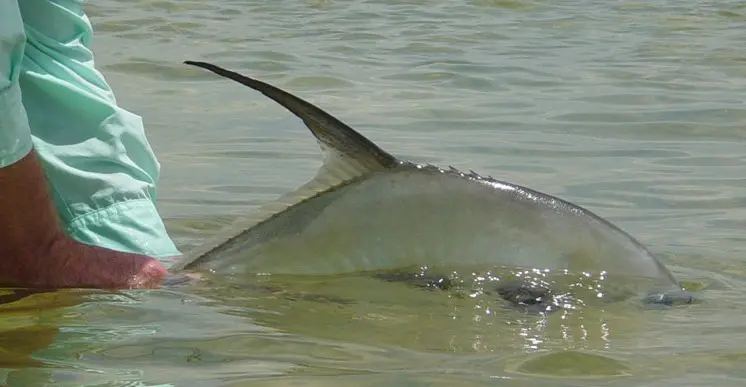 Cancun Fly Fishing Pictures